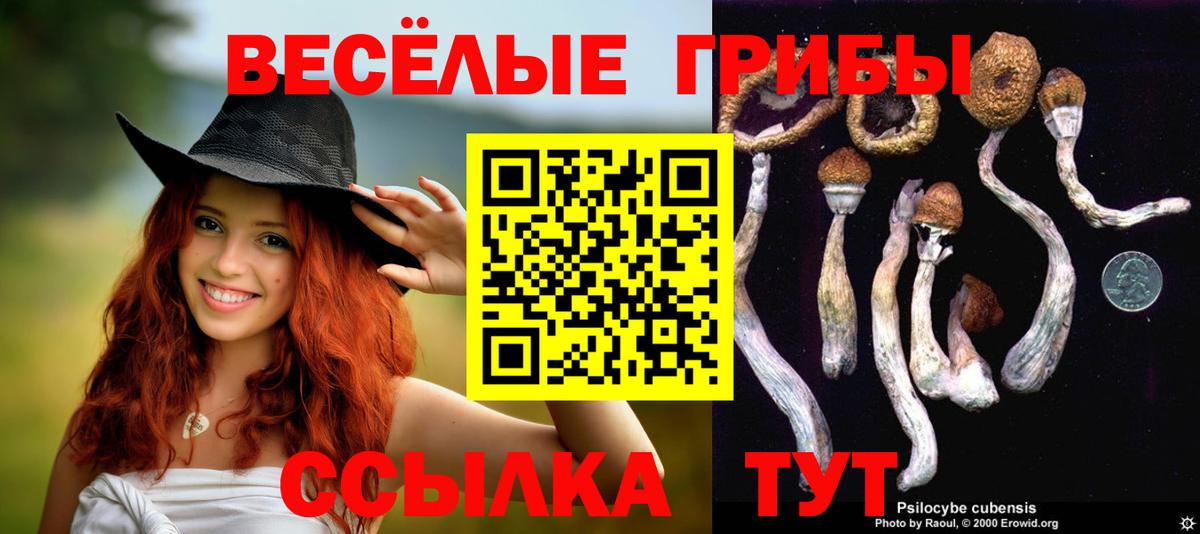 Псилоцибиновые грибы Psilocybe  Вход с VPN  Карасук  Псилоцибиновые грибы Cubensis 